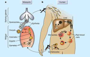 Lifecycle of the Malaria Parasite from Nature.com